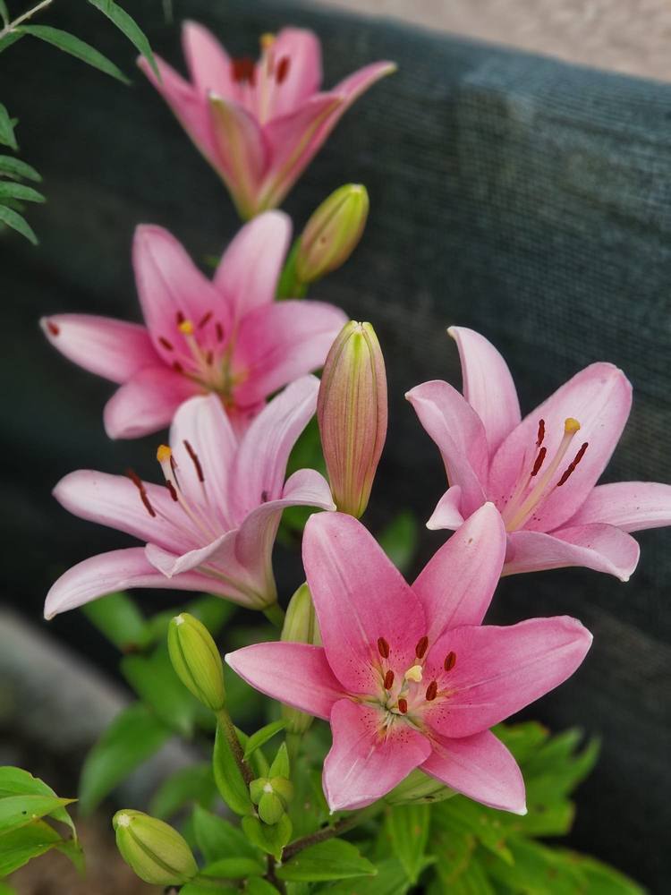 Nahaufnahme von rosa Lilien im Hausgarten