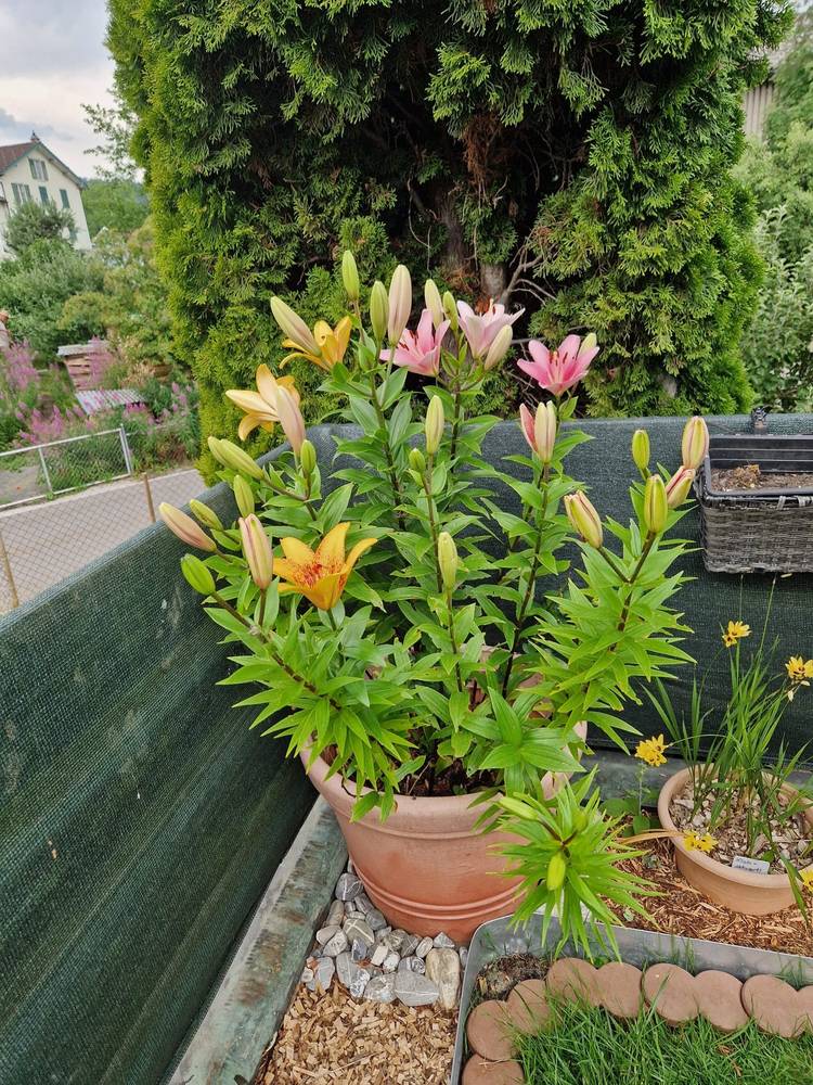 Lilien im Topf (orange und rosa) in einem gepflegten Hausgarten